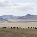 Soins Energétiques Chant Vibratoire Mongolie Bivouac